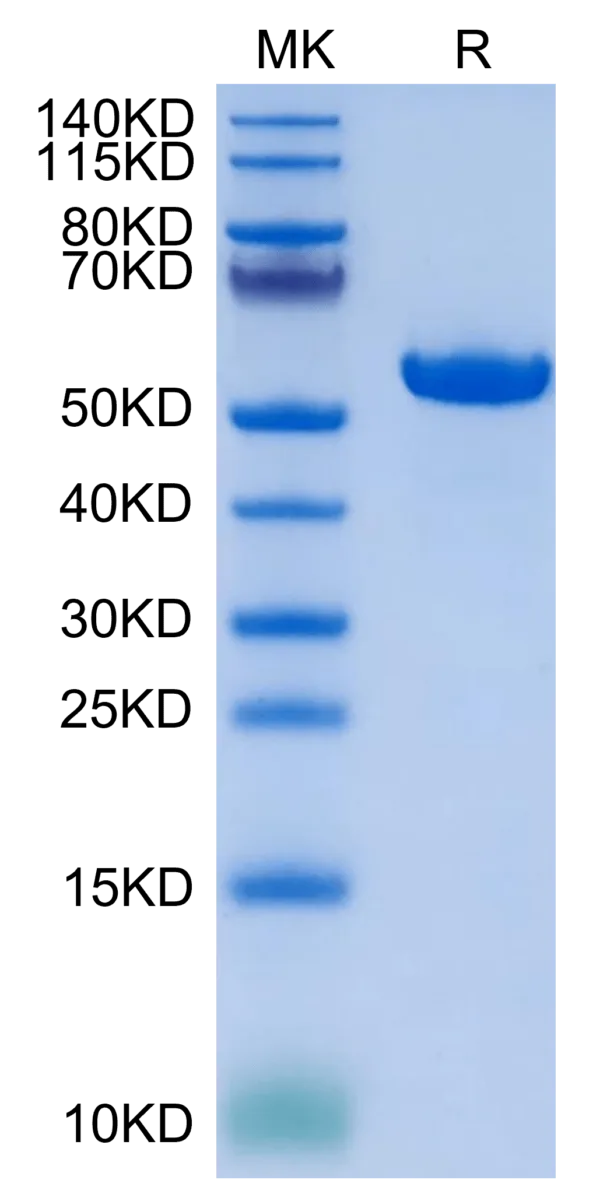 SDS-PAGE gel of Biotinylated Human HLA-G&B2M&Peptide (RIIPRHLQL) Monome 4336