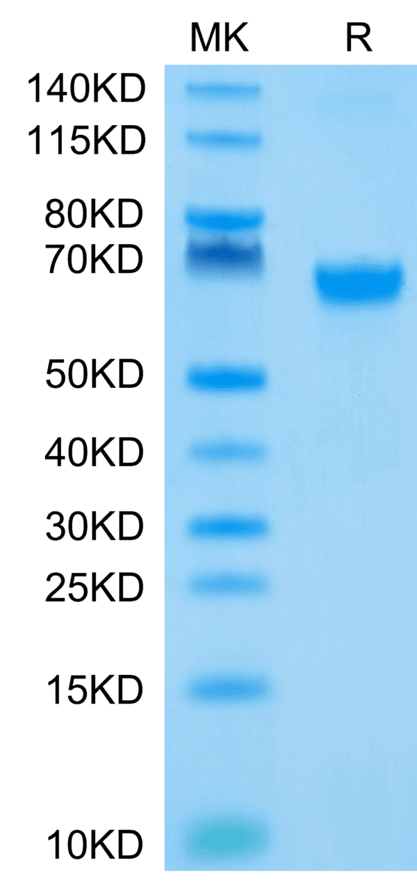 SDS-PAGE gel of Biotinylated Human 4-1BB/TNFRSF9 Protein 4339