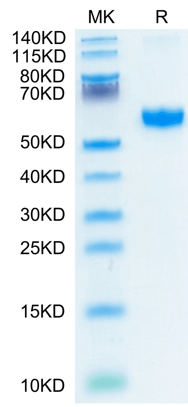 SDS-PAGE gel of Human 4-1BB/TNFRSF9 Protein 4340