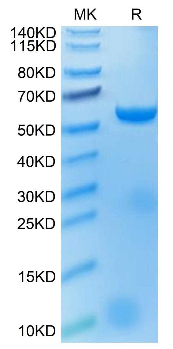 SDS-PAGE gel of Biotinylated Human HLA-A*02:01&B2M&MAGE-A4 (GVYDGREHTV) 4351