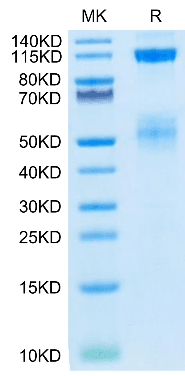 SDS-PAGE gel of Biotinylated Human IGF1R/CD221 Protein 4358