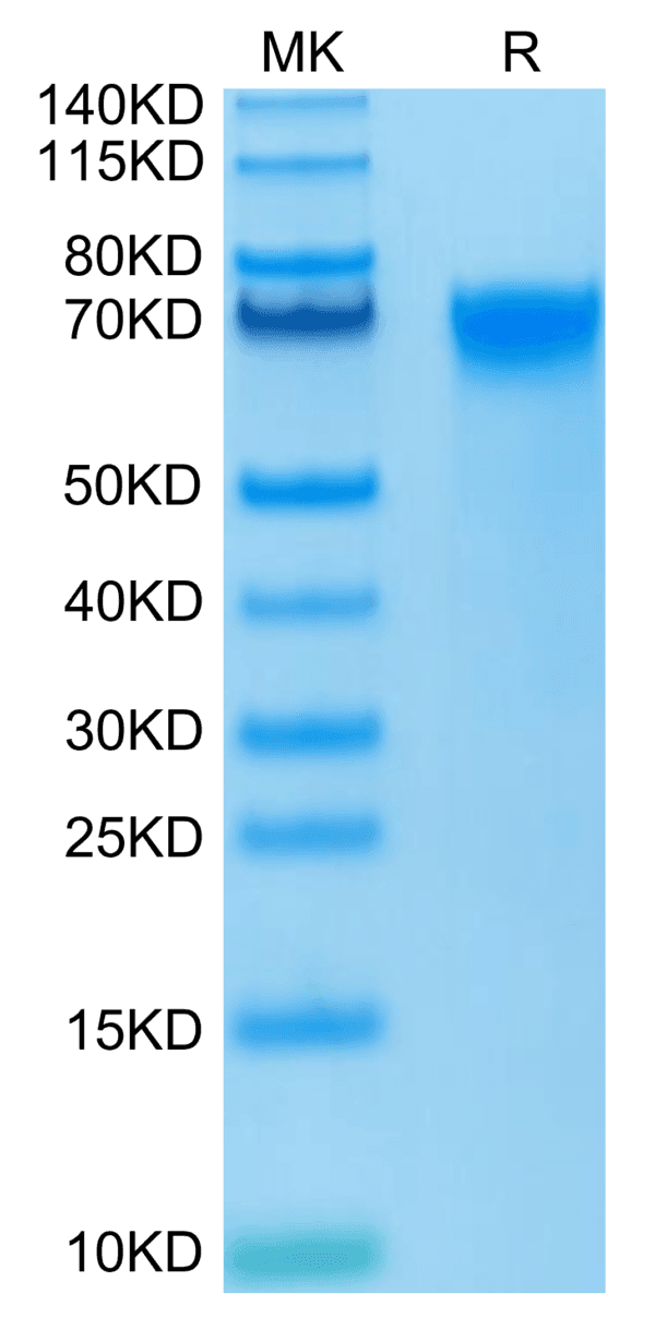 SDS-PAGE gel of Biotinylated Human LILRB3/CD85a/ILT5 Protein 4361