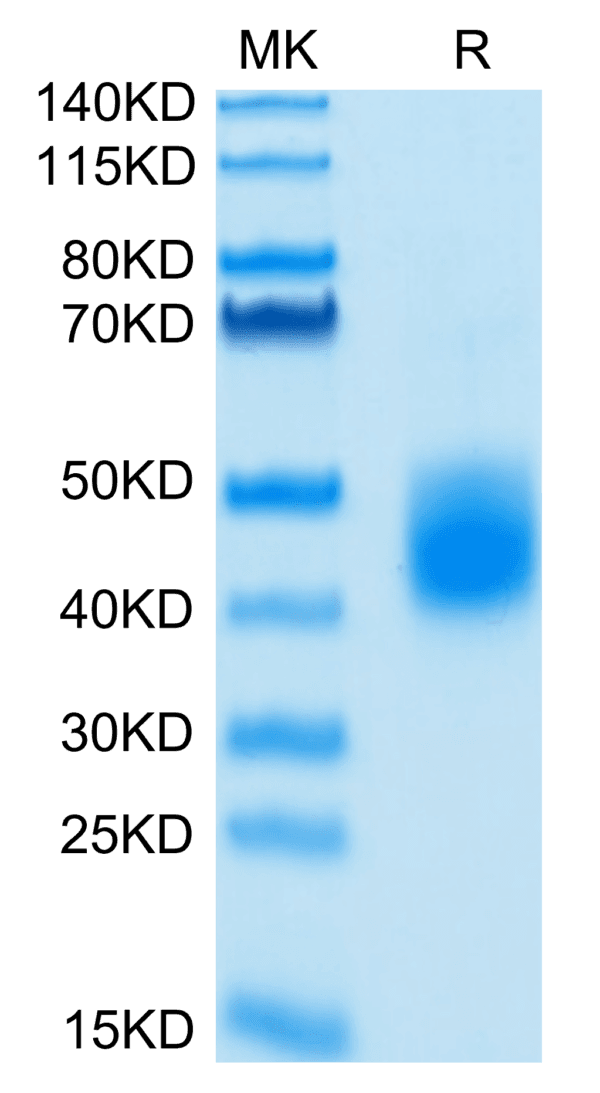 SDS-PAGE gel of Biotinylated Human LILRA5/CD85f/ILT11 Protein 4362