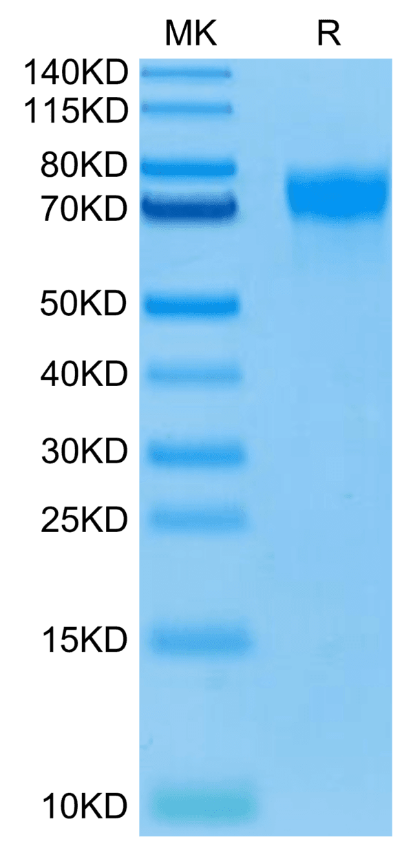 SDS-PAGE gel of Biotinylated Human LILRA1/CD85i/LIR-6 Protein 4363