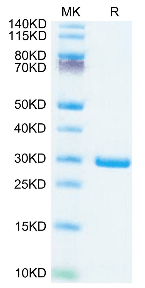 SDS-PAGE gel of SARS-COV-2 NSP7&NSP8 Protein 4364