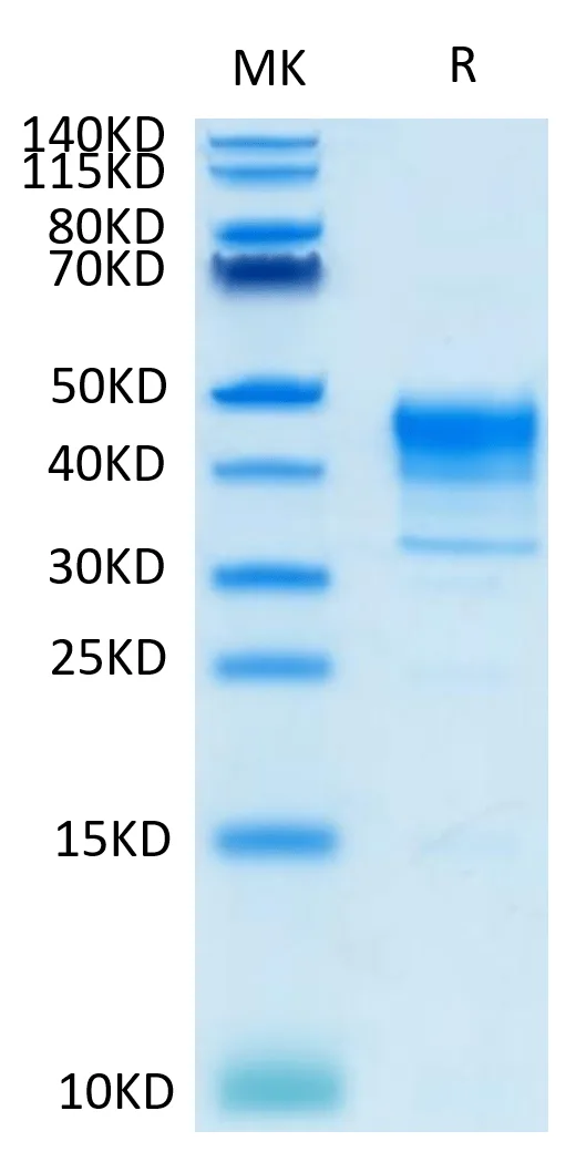 SDS-PAGE gel of Biotinylated Cynomolgus MSLN/Mesothelin Protein (Primar 4366