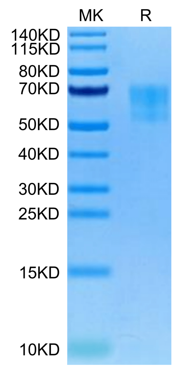 SDS-PAGE gel of Biotinylated Human TPBG/5T4 Protein 4381
