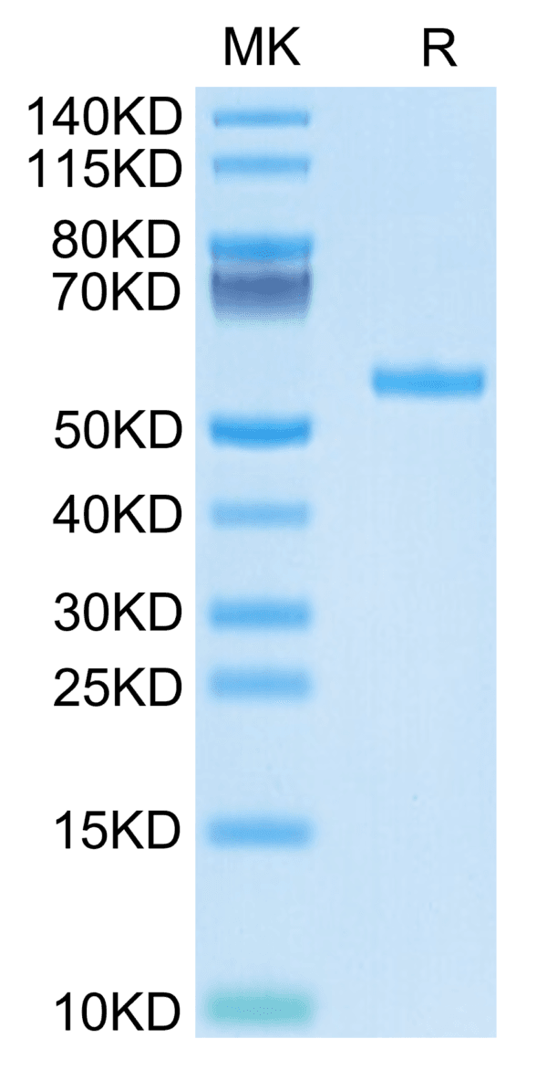 SDS-PAGE gel of Biotinylated Human HLA-A*02:01&B2M&WT-1 (RMFPNAPYL) Mon 4383