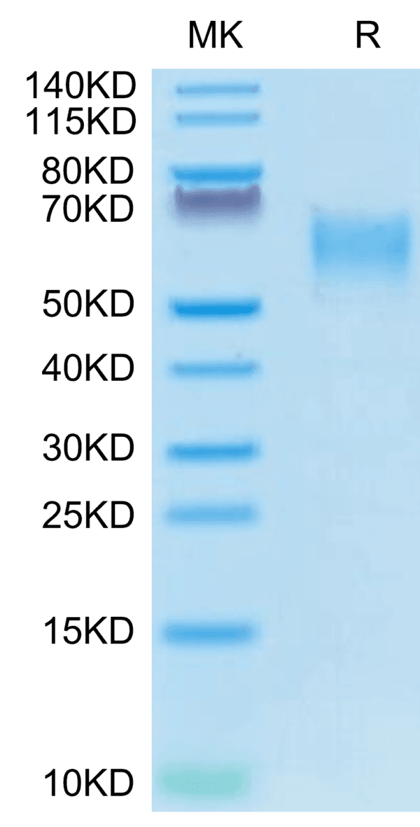 SDS-PAGE gel of Canine CD28 Protein 4388