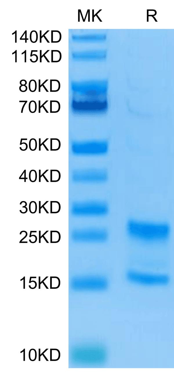 SDS-PAGE gel of Human IL-17A&F Protein 4395