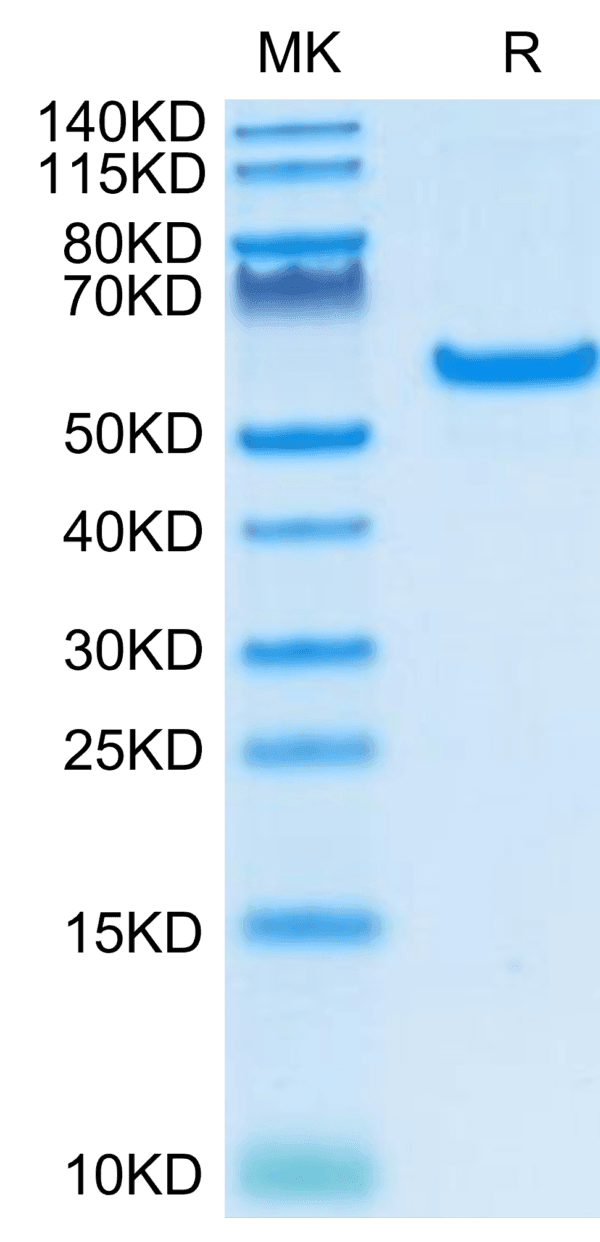 SDS-PAGE gel of Human CD40/TNFRSF5 Protein 4401