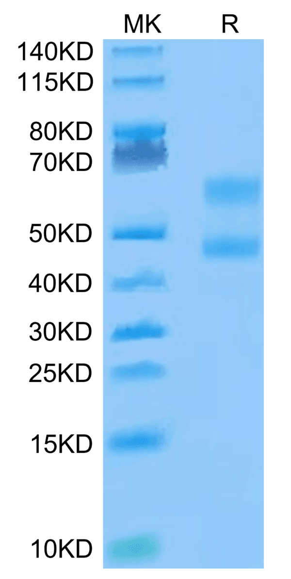 SDS-PAGE gel of Biotinylated Cynomolgus CD3E&CD3D/CD3 epsilon&CD3 delta 4403