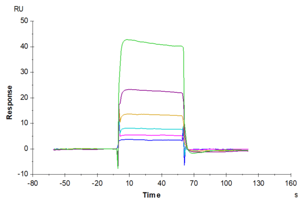 SPR with Human B7-1/CD80 Protein 4413