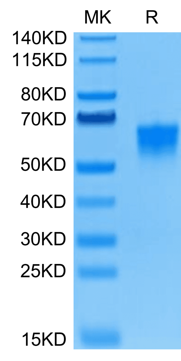 SDS-PAGE gel of Human B7-H4 Protein 4415