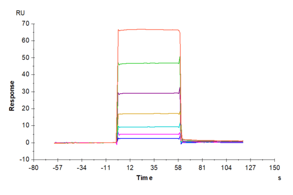 SPR with Human BAFF/TNFSF13B/CD257 Protein 4418