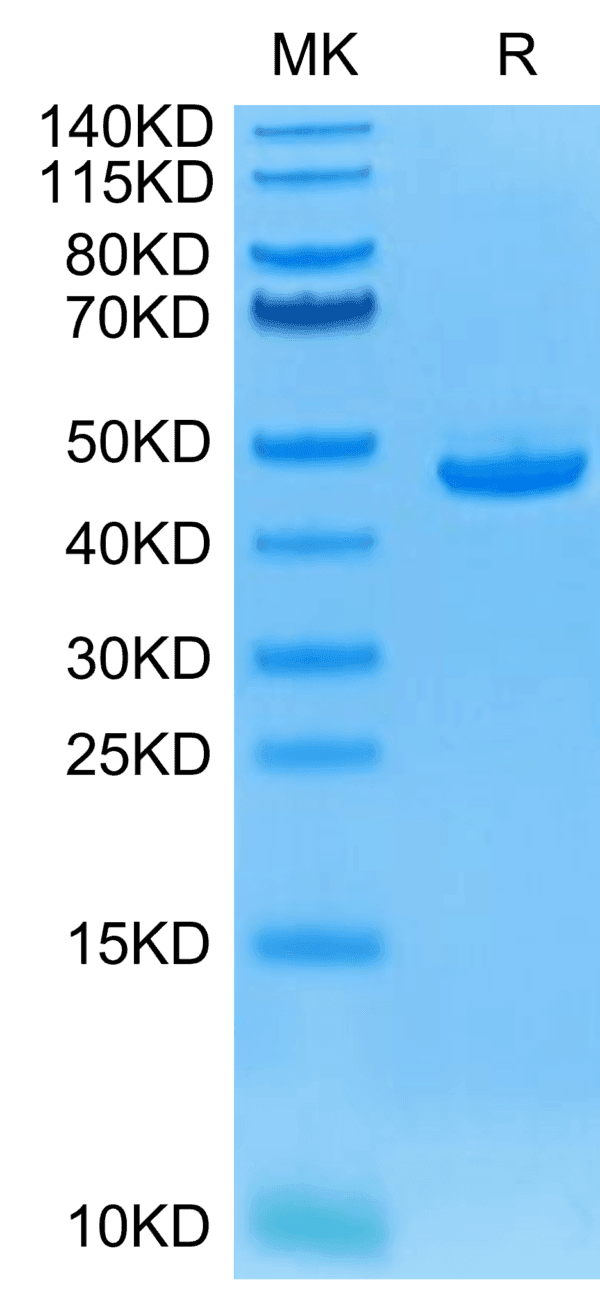 SDS-PAGE gel of Human BAFF/TNFSF13B/CD257 Protein 4418