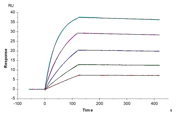SPR with Human DLL3 Protein 4442