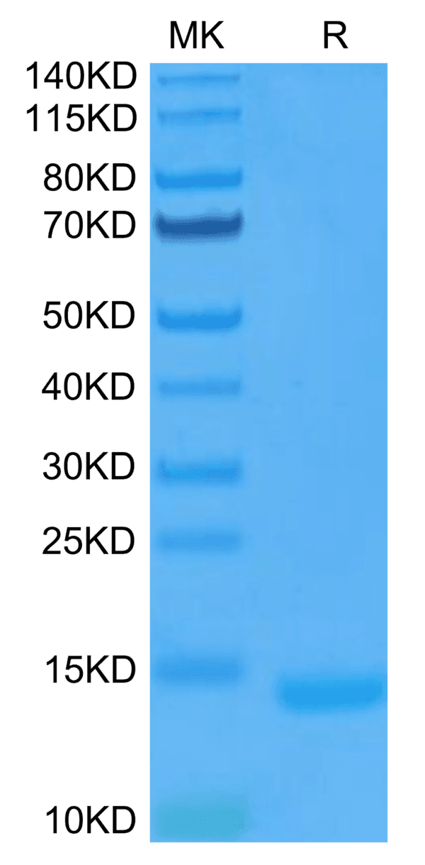 SDS-PAGE gel of Human GM-CSF Protein 4447