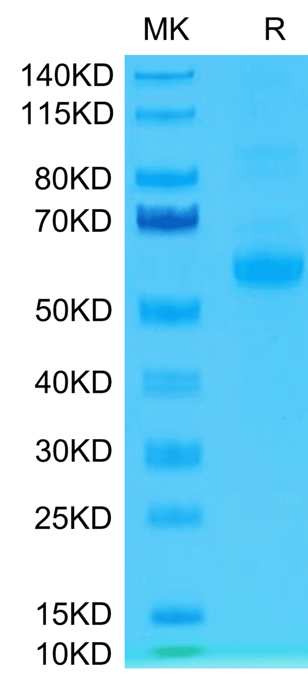 SDS-PAGE gel of Human Siglec-15/CD33L3 Protein 4464