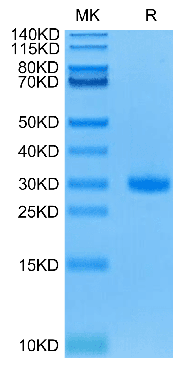SDS-PAGE gel of Mouse CD40/TNFRSF5 Protein 4471