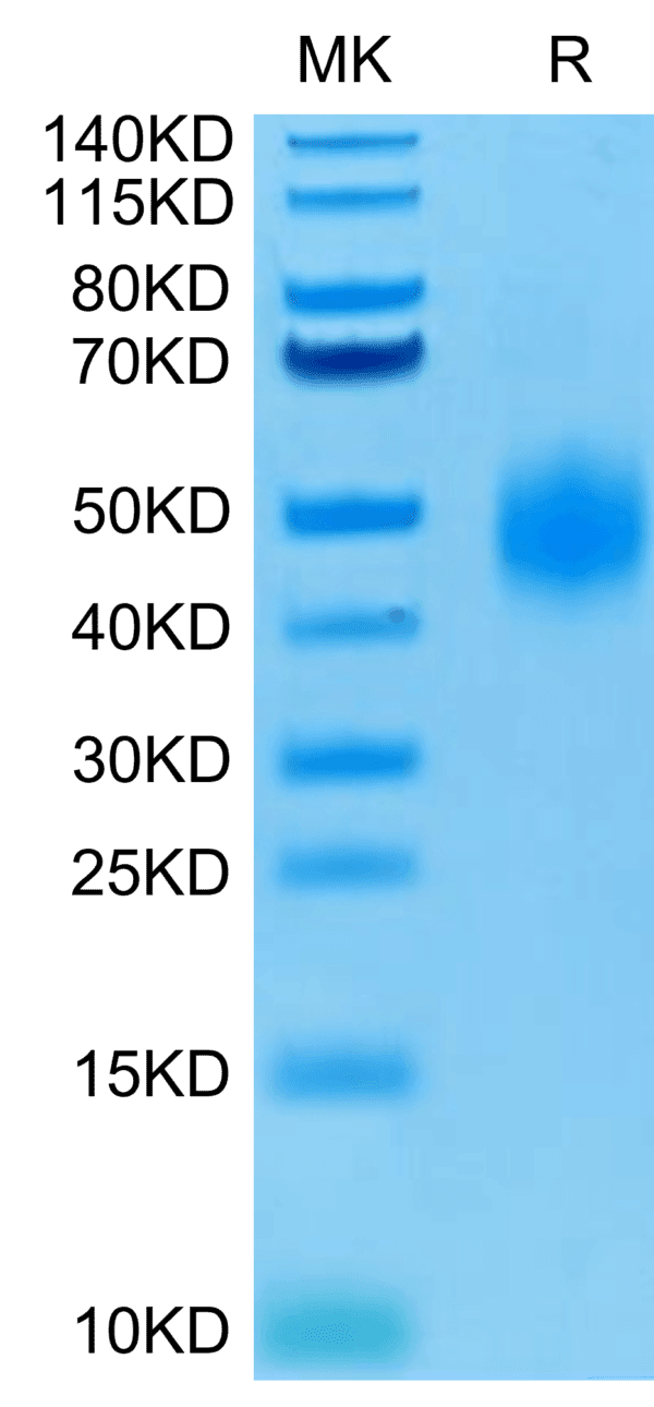SDS-PAGE gel of Human CD47 Protein 4477