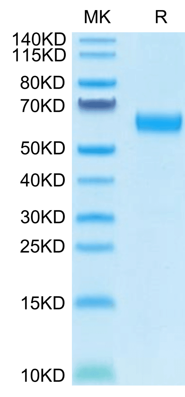 SDS-PAGE gel of Human CD47 Protein 4478