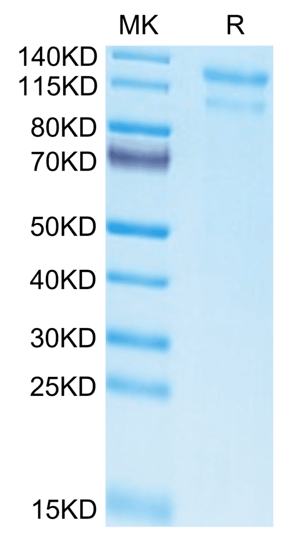 SDS-PAGE gel of Biotinylated Human LDLR Protein 4482