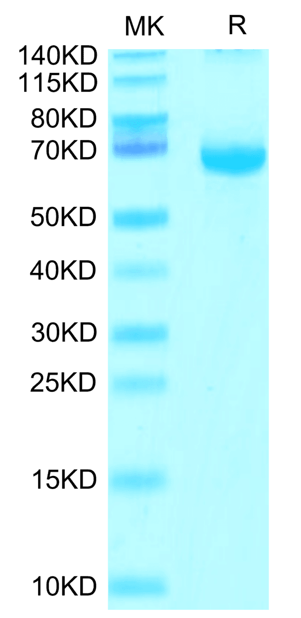 SDS-PAGE gel of Cynomolgus FGL1 Protein 4498