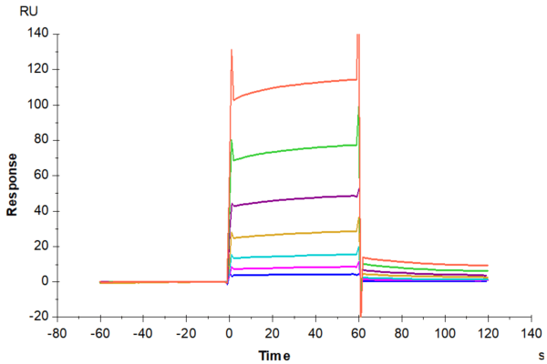 SPR with Human Fc gamma RIIB/CD32b Protein 4500