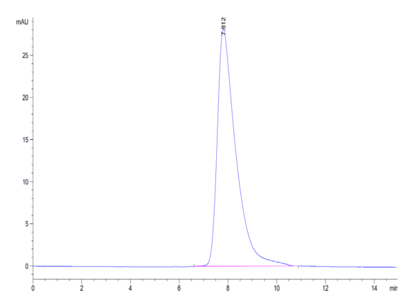 HPLC of Human Fc gamma RIIB/CD32b Protein 4500