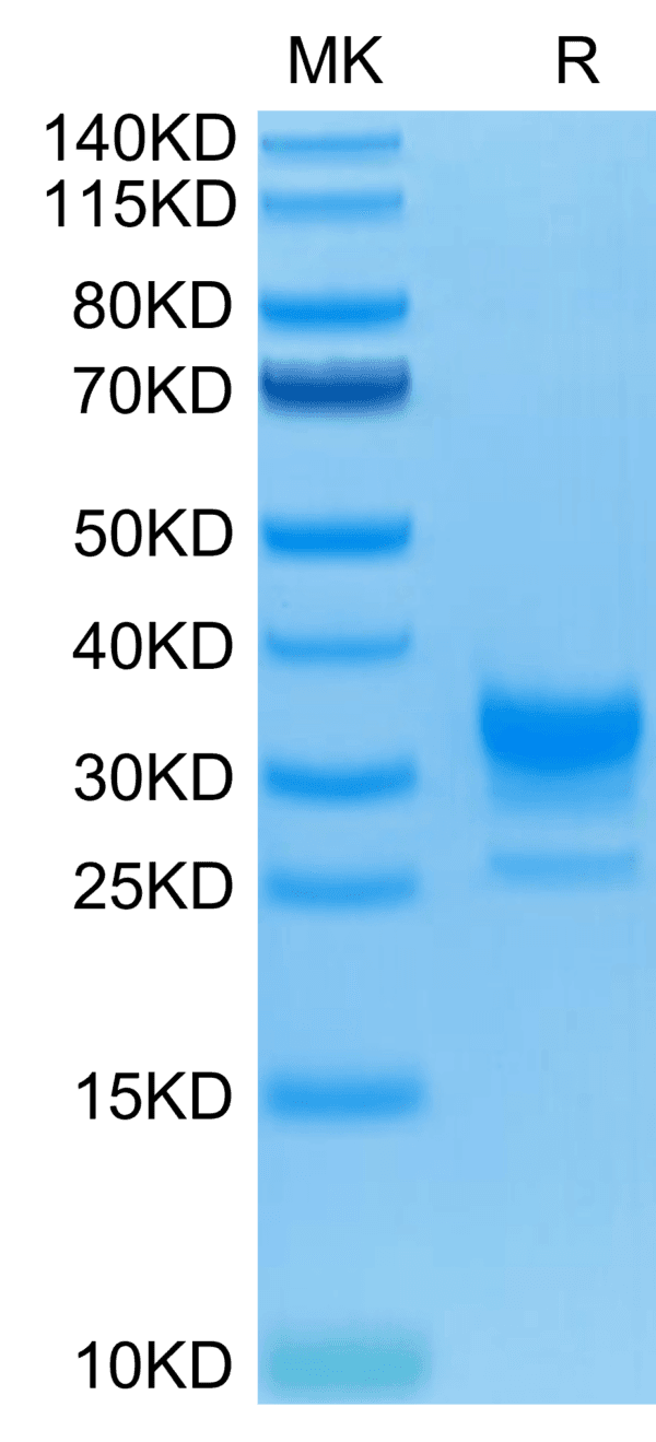 SDS-PAGE gel of Human Fc gamma RIIB/CD32b Protein 4500