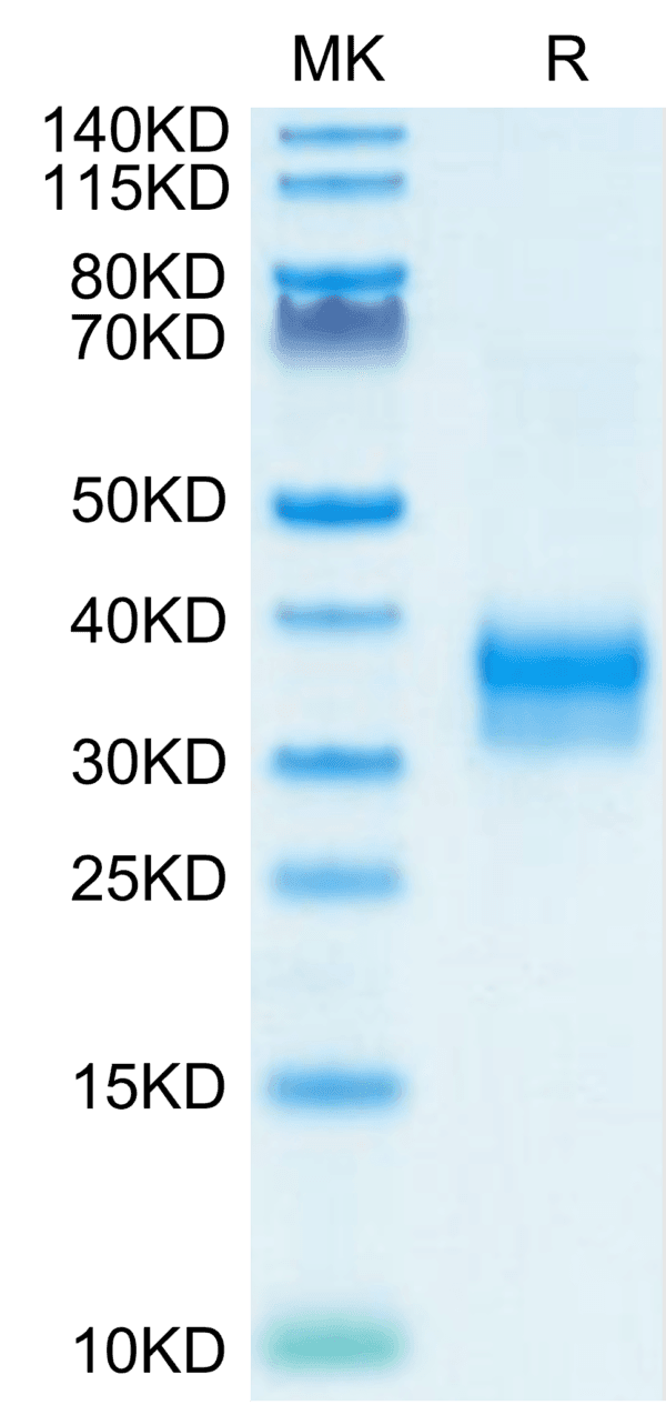 SDS-PAGE gel of Mouse Siglec-15/CD33L3 Protein 4505