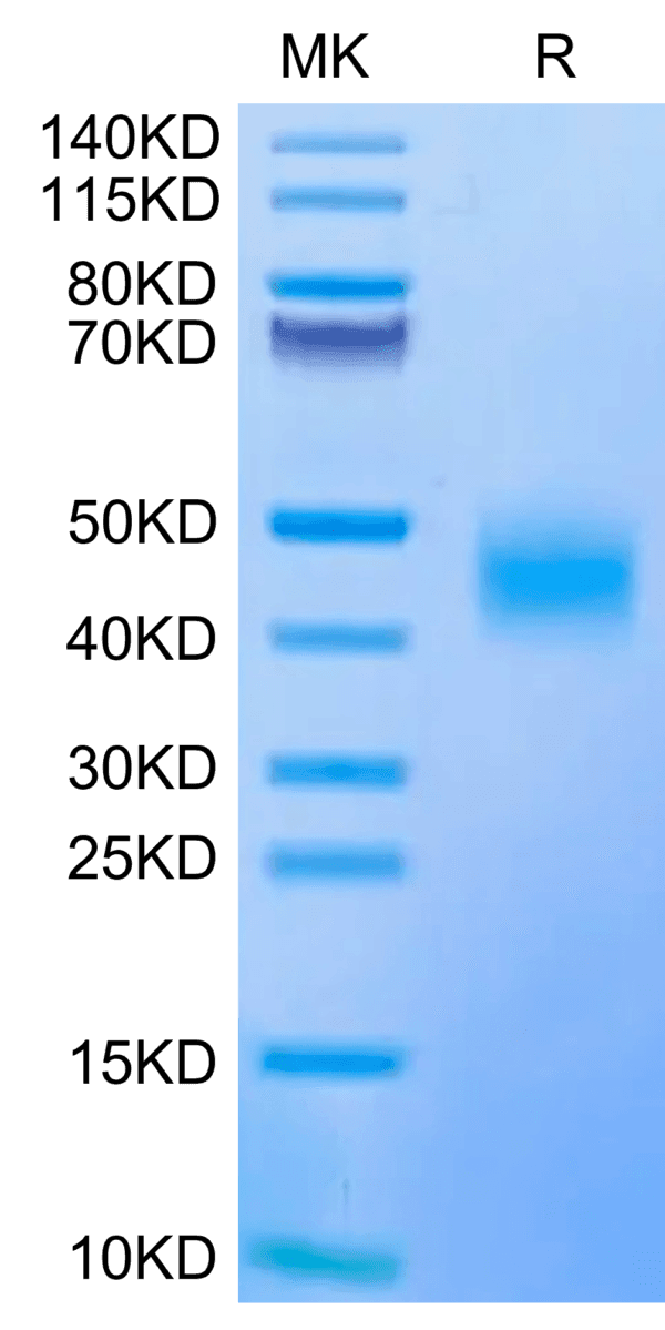 SDS-PAGE gel of Biotinylated Human CD47 Protein 4539
