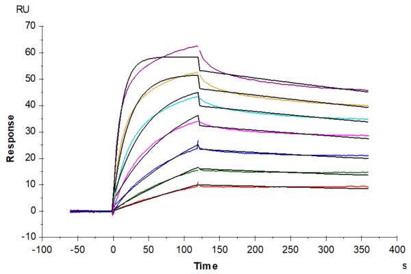 SPR with Human OX40/TNFRSF4/CD134 Protein 4540