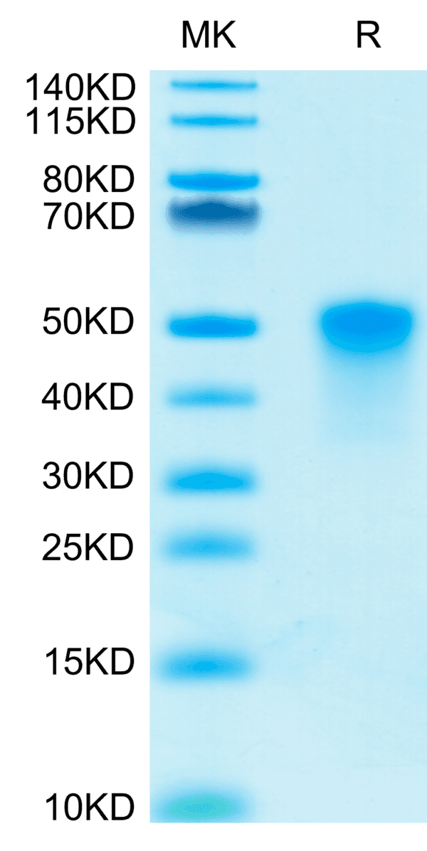 SDS-PAGE gel of Human OX40/TNFRSF4/CD134 Protein 4540