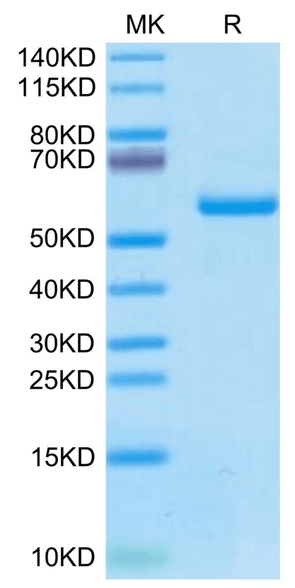 SDS-PAGE gel of Biotinylated Human HLA-A*02:01&B2M&P53 R175H (HMTEVVRHC 4568