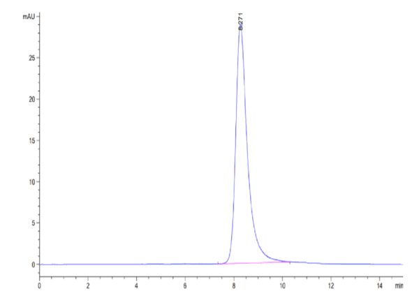 HPLC of Human ANGPTL7/CDT6 Protein 4597
