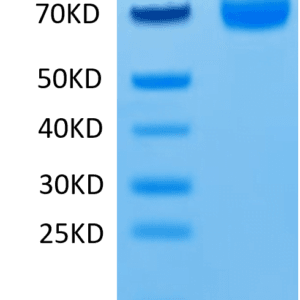 SDS-PAGE gel of Human LILRA3/CD85e Protein 4601