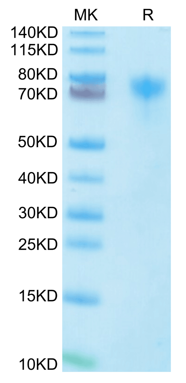 SDS-PAGE gel of Human LILRA1/CD85i/LIR-6 Protein 4603
