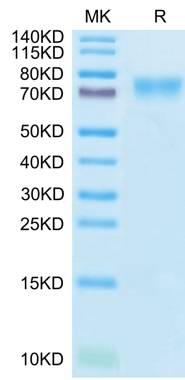 SDS-PAGE gel of Human LILRB1/CD85j/ILT2 Protein 4605