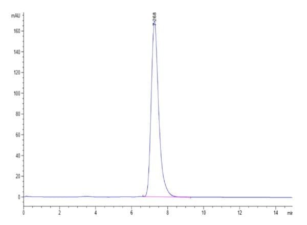 HPLC of Biotinylated Human HLA-A*02:01&B2M&GP100 (YLEPGPVTA) Monomer Pr 4626