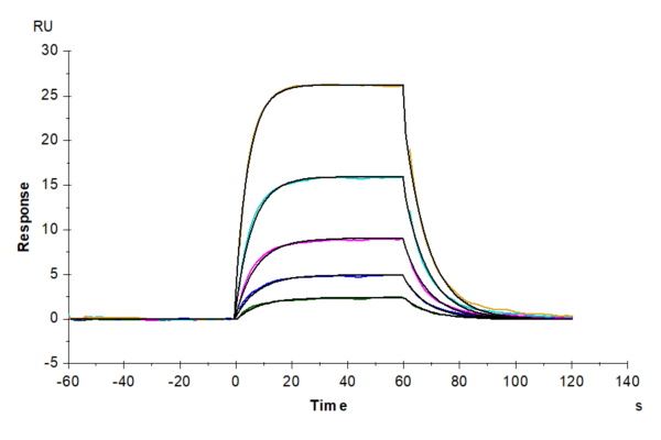 SPR with Human IL-2 R beta/CD122 Protein 4636