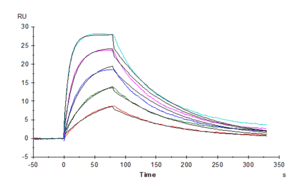 SPR with Human IL-2 R beta/CD122 Protein 4636