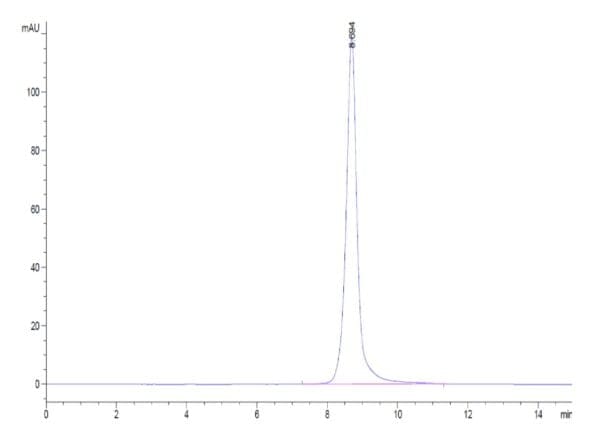 HPLC of Human IL-2 R beta/CD122 Protein 4636