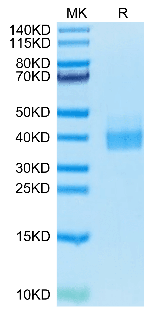 SDS-PAGE gel of Biotinylated Human PD-L1/B7-H1 Protein 4645