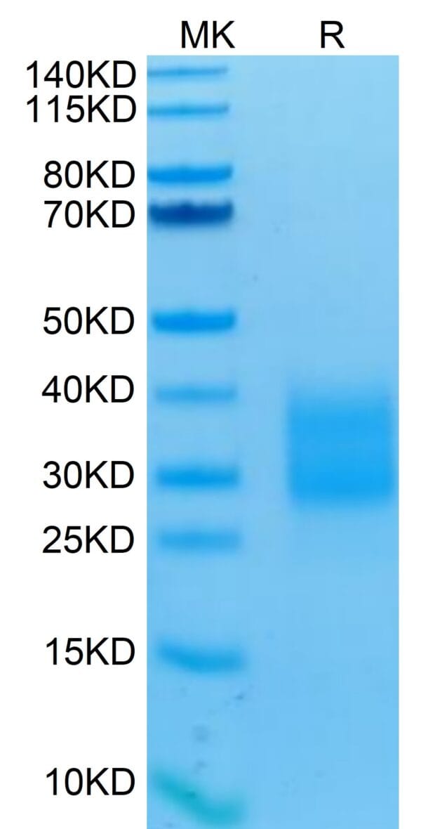 SDS-PAGE gel of Human NKp30/NCR3/CD337 Protein 4658