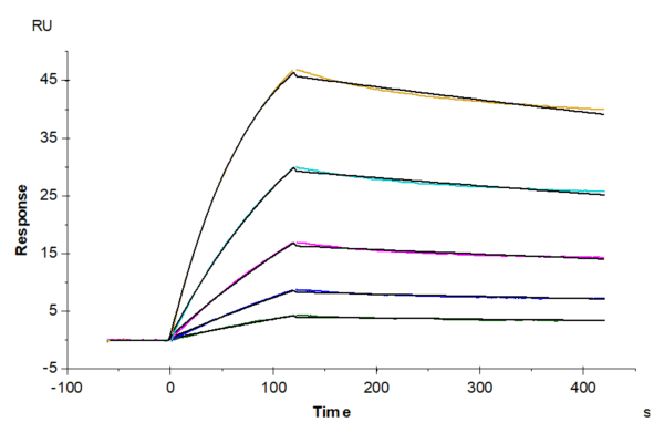 SPR with SARS-COV-2 Spike S1 Protein 4665