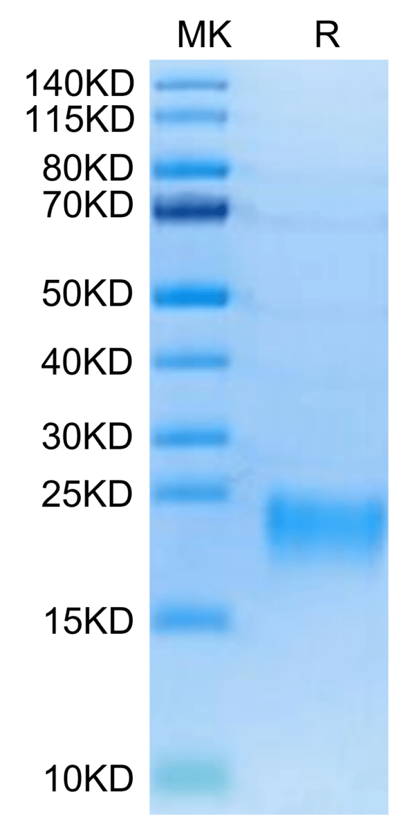 SDS-PAGE gel of Biotinylated Human BAFFR/TNFRSF13C Protein 4680