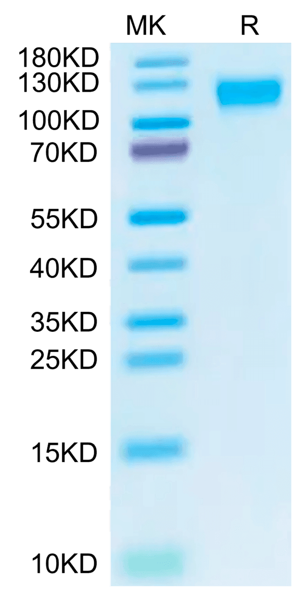 SDS-PAGE gel of Biotinylated Cynomolgus ACE2/ACEH Protein 4682