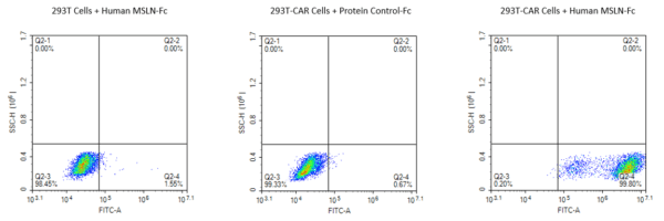 Activity assay with Biotinylated Human MSLN/Mesothelin Protein 4683